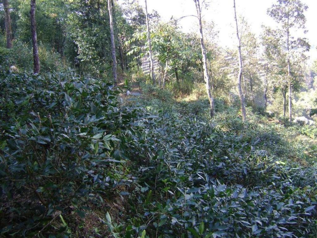 Mystique Highland Resort Pokhara Dış mekan fotoğraf